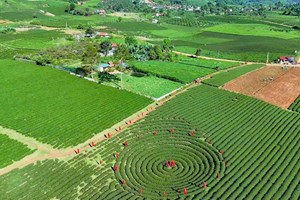Khai thác tiềm năng du lịch từ vùng chè dưới chân đèo Pha Đin