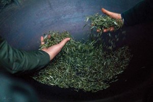 Giữ lửa nghề sao chè thủ công vùng cao