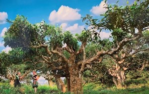 Khám phá những nét đặc sắc tại vùng chè Yên Bái, Hà Giang 