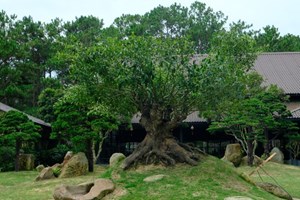 Chè Việt: Biểu tượng bền bỉ của đất, người và truyền thống