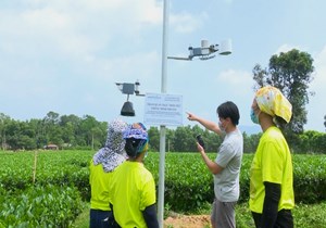 Đổi mới sáng tạo: Động lực đưa chè Việt vươn ra thế giới