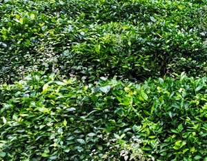 Trà Việt trước cơ hội vàng từ làn sóng phân mảnh toàn cầu