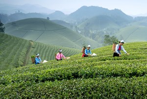 Bản đồ trà Châu Á: Từ di sản ngàn năm đến tương lai toàn cầu
