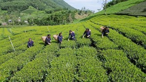 La Bằng đưa chè trung du cổ đến Festival Trà Quốc tế 2026