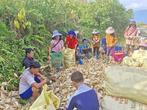 Mỗi năm nông dân Lào Cai gieo trồng trên 30.000 ha ngô