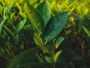 Các tập đoàn lớn đang thay đổi thị trường trà như thế nào?