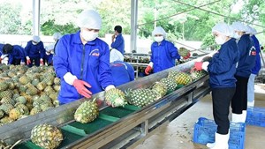 Ngành dứa Việt: Từ tiềm năng đến mục tiêu tỷ USD