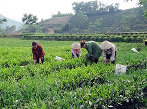 Phòng trừ sâu bệnh hại chè khi trời nóng