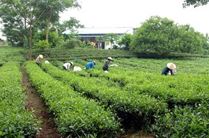 Tân Cương, Thái Nguyên: Nỗi lòng vùng chè đặc sản trước nghịch cảnh mất giá