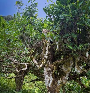 Chè Shan Tuyết Tuyên Quang: Kho tàng xanh của núi rừng Việt Nam