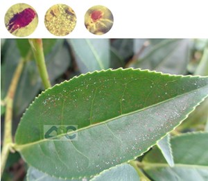Nhận diện và phòng trừ sâu bệnh hại chè