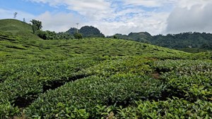 Chè Shan Tuyết giúp người dân Tô Múa phát triển kinh tế bền vững