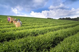 Xuất khẩu chè tìm động lực mới từ các thị trường cao cấp