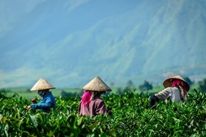 Bản đồ nông nghiệp Trà Việt Nam: Bốn vùng nguyên liệu định hình bản sắc và thương hiệu quốc gia