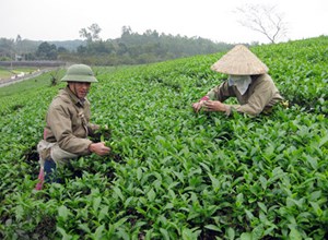 Chè xanh Phú Thọ: Đổi mới kinh tế nông thôn, tăng thu nhập bền vững