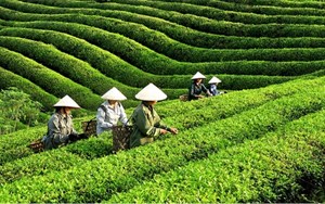 Tạo vị thế mới cho chè Việt trên bản đồ thế giới