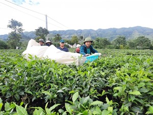 Tân Uyên: Cây chè mang lại thu nhập ổn định cho người dân 