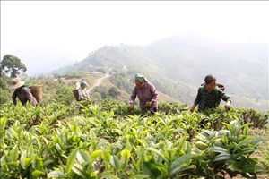 Khai mở giá trị kinh tế từ quần thể chè cổ hàng trăm năm tuổi tại Lũng Phìn