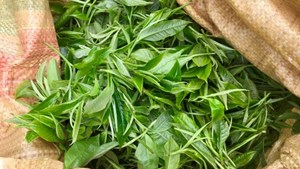Ngành chè tìm động lực tăng trưởng từ các thị trường mới