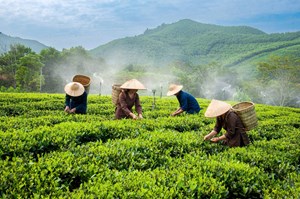 Chè Việt 2025–2030: Giải mã dư địa giá trị và con đường nâng tầm thương hiệu