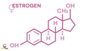 5 sự thật về Estrogen ít ai biết đến