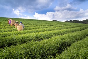 Chuỗi giá trị – Chìa khóa cho chè Bắc Trung Bộ