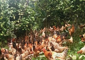 Đồng bào dân tộc làm giàu dưới tán chè