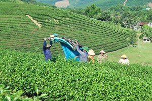 Liên kết bốn nhà: Con đường đưa ngành chè từ lượng sang chất