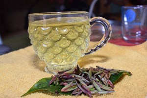 Xã Ngọc Chiến và những gốc chè cổ thụ quý hiếm