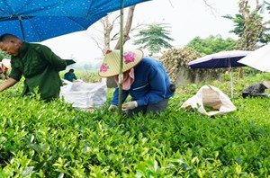 Phát triển chè bền vững, mở lối du lịch xanh ở Phú Thịnh