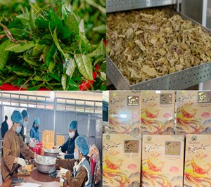 Bancha Shan tuyết: Hướng đi mới từ đại ngàn Tây Côn Lĩnh