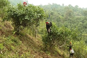 Xã Thanh Thủy vươn mình từ sắc xanh Shan tuyết