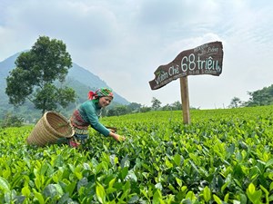 Thái Nguyên: Nâng tầm chè Việt qua vùng nguyên liệu sạch