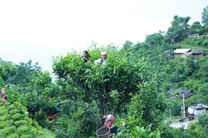 Phình Hồ phát triển kinh tế từ chè Shan Tuyết