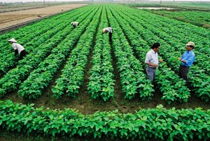 Tăng cường năng lực cạnh tranh cho doanh nghiệp nông nghiệp Việt Nam