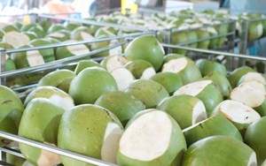 Dừa Việt Nam đón cơ hội xuất khẩu sang Mỹ và Trung Quốc