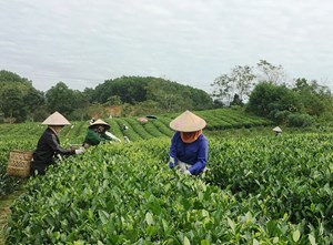 Trà đặc sản và khát vọng tỷ đô của Thái Nguyên