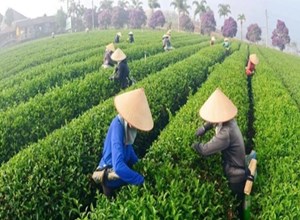 Chè Việt: Bứt phá cùng “bộ tứ Nghị quyết”