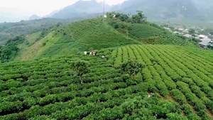 Vùng chè Tân Yên tìm lại vị thế nhờ mô hình gắn xưởng máy với nương đồi