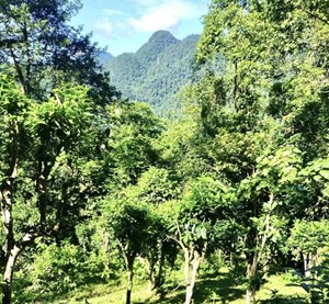 Phú Thọ và hành trình gìn giữ, phát triển quần thể chè Shan Tuyết cổ thụ