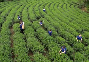 Cuộc đua của những gã khổng lồ ngành trà trên thị trường tỷ đô