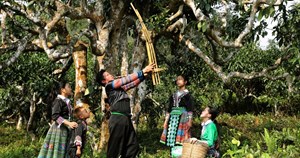 Festival Trà Shan tuyết 2026: Đòn bẩy kinh tế và du lịch cho vùng cao