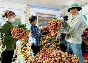 Vải thiều Việt Nam bứt phá xuất khẩu, lần đầu chinh phục hệ thống Costco Bắc Mỹ