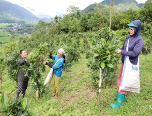 Chè Shan tuyết Đồng Phúc nâng tầm kinh tế nông thôn