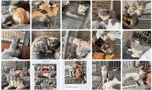 Mái ấm của những chiếc đuôi nhỏ
