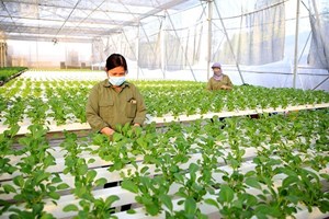 Kinh tế nông thôn khởi sắc sau làn sóng đầu tư mới