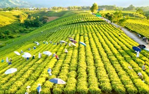 Chè Việt vươn ra thế giới nhờ “cú hích kép” từ chính sách