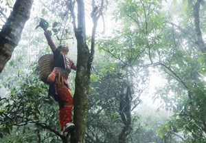 Chè Shan cổ thụ không chỉ gắn với niềm tự hào văn hóa mà còn vươn lên thành cây kinh tế mũi nhọn của tỉnh Lai Châu.