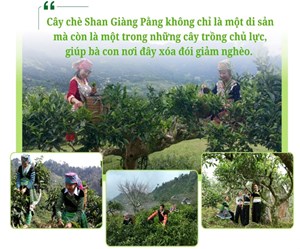 Chè Shan Giàng Pằng: Di sản xanh giữa mây ngàn Lào Cai