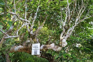 Văn Chấn gìn giữ thương hiệu, nâng tầm giá trị trà Shan tuyết